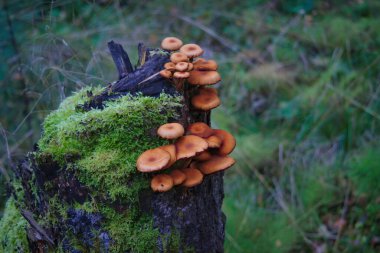 Sonbahar ormanlarındaki Armillaria Mellea mantarları ağaç gövdesi yetiştirir..