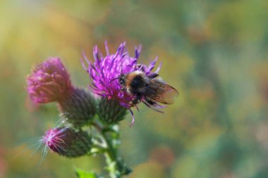 Makro fotoğraf, bir arı deve dikeni Carduus çiçeğinin nektarını toplar. Görüntüyü kapat.