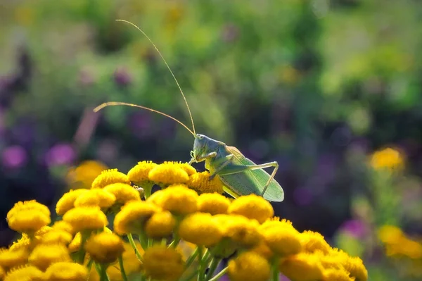 Green Grasshopper Tettigonia Viridissima Great Green Bush Cricket — Stock Photo, Image