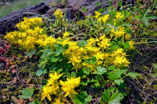 Amazing Wild Flowers Sunny Day Green Blurred Background Wild Flowers — Stock Photo, Image