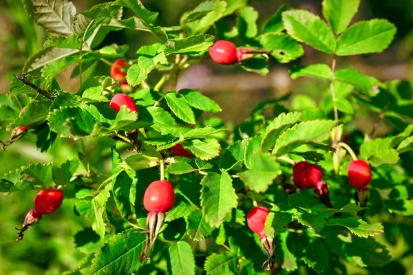 Zbliżenie Jagód Róży Psiej Pies Róży Owoce Rosa Canina Dzikie — Zdjęcie stockowe