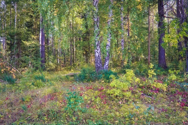 Gros Plan Sur Forêt Beau Paysage Été Lumière Soleil Brille — Photo