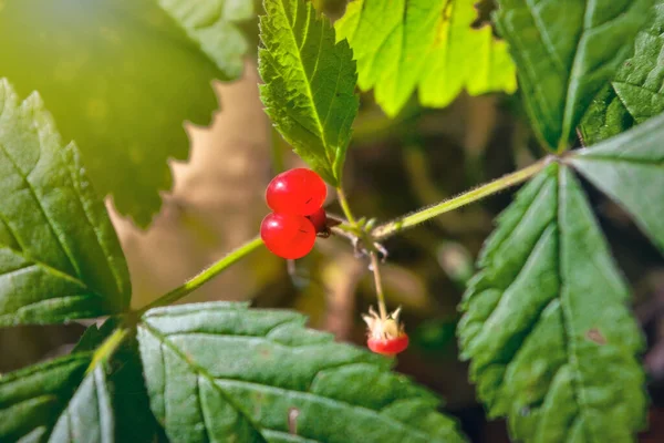 Czerwone Jagody Zielone Liście Kamienia Jeżynowego Rubus Saxatilis — Zdjęcie stockowe