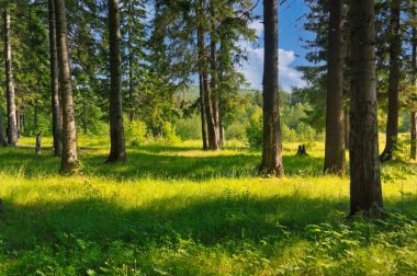 Orman kapanışı, güzel yaz manzarası, güneş ışığı dalların arasından parlıyor, gölgeli ağaçlar yolculuk yeri manzarası.