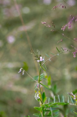 Bulanık yeşil arka planda güneşli bir günde harika yabani çiçekler. Yabani çiçekler kapanıyor. Doğa manzarası.