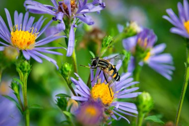 Syrphidae sineği yakın plan vahşi bir paskalya çiçeğinin üzerinde oturur..
