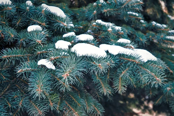 Winter Achtergrond Prachtige Groenblijvende Boom Het Bos Bedekt Met Sneeuw — Stockfoto