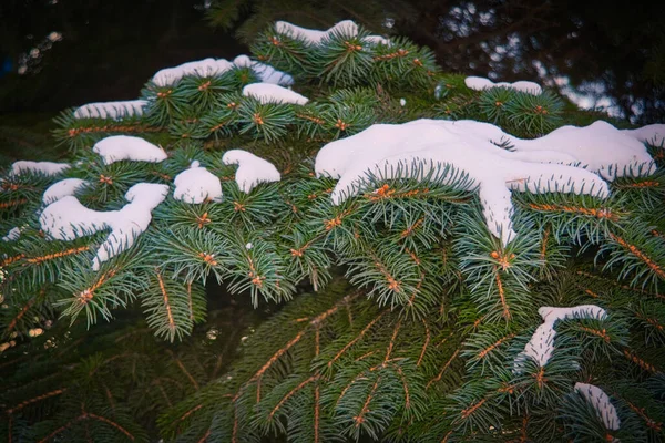 Winter Achtergrond Prachtige Groenblijvende Boom Het Bos Bedekt Met Sneeuw — Stockfoto