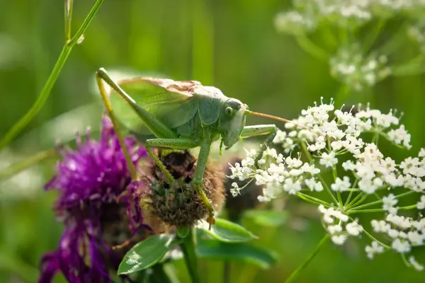 Portrait of a great green bush-cricket Tettigonia viridissima sitting on a leaf. — Stock Photo, Image