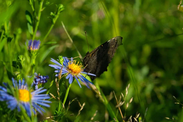 美しい孔雀蝶 Aglais Ioは 野生のアスターの花のクローズアップでネクタリング — ストック写真