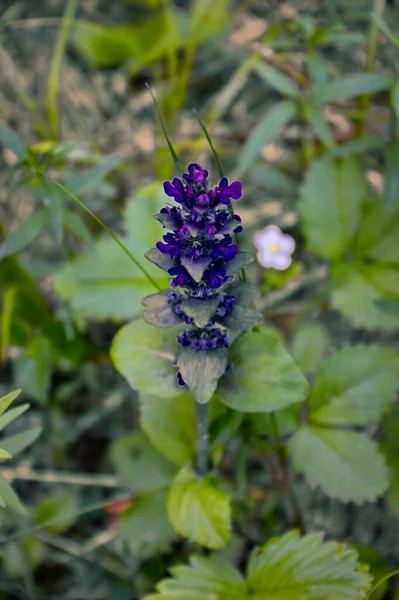 Erstaunliche Wildblumen Sonnigen Tagen Auf Einem Grün Verschwommenen Hintergrund Wildblumen — Stockfoto