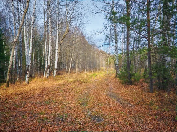 Bellissimo Paesaggio Autunno Boschetto Betulle Paesaggio Autunnale Betulle Foglie Autunnali — Foto Stock