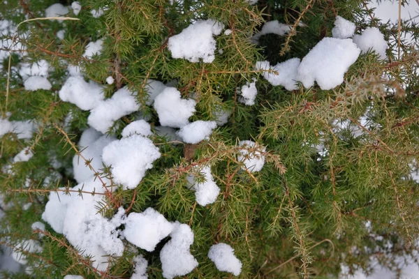Джунипер Покрыт Снегом Хвойное Дерево Кустарник Крупный План Фоновая Текстура — стоковое фото