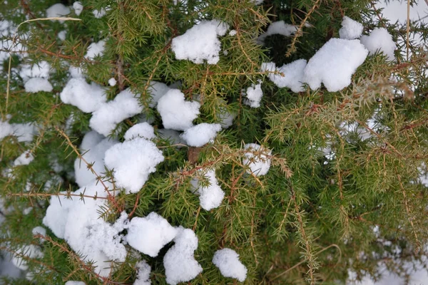 Juniper Coberto Neve Árvore Coníferas Arbusto Close Textura Fundo — Fotografia de Stock