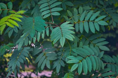 Genç şeffaf yeşil yapraklı dağ külleri dalları. Ormanda yetişen dağ küllerinin yeşil yapraklarından oluşan güzel bir arka plan..