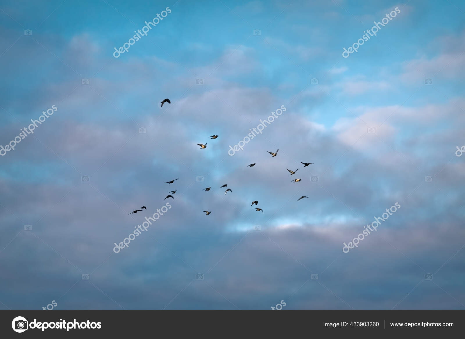 白い雲と青い空を飛ぶ鳥の群れ 空を背景に多くの飛行ハト ストック写真 C Berislavskiy