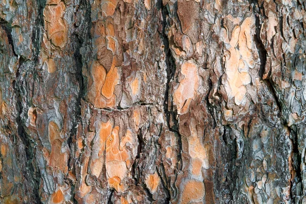 Estructura Natural Corteza Pino Textura Corteza Árbol Altamente Detallada —  Fotos de Stock