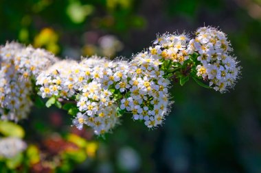Bahar çiçeği açan bir sürü beyaz çiçek Spirea. Pirea kantoniensis. Ayrıca Reeve 's spiraea, Bridalçelenk spirea, Meadowsweet, Double White May veya May Bush olarak da bilinir..