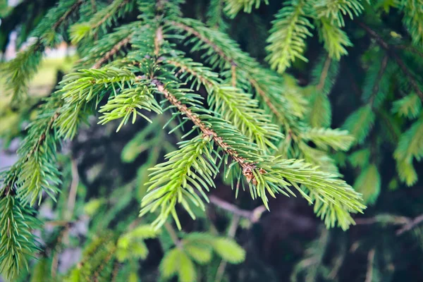 冷杉的枝条紧密相连 毛茸茸的冷杉枝条密闭着 圣诞壁纸概念 — 图库照片