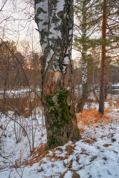 Tarde Río Hermoso Paisaje Invierno Vista Panorámica Río Invierno — Foto de Stock