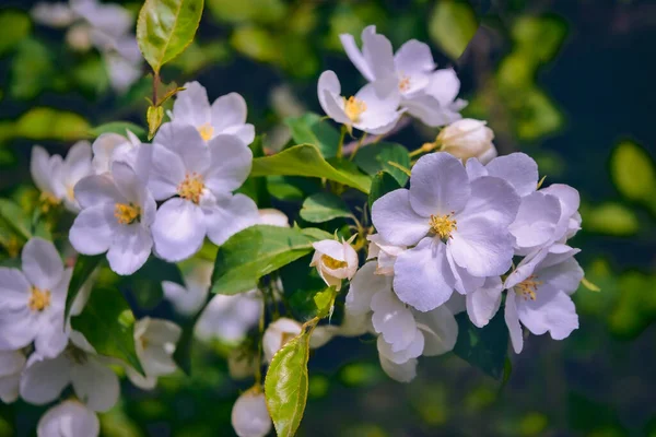 Kwiaty Dzikiego Jabłka Słońcu Zbliżenie Rozmyte Tło Spring Tle Sezonu — Zdjęcie stockowe