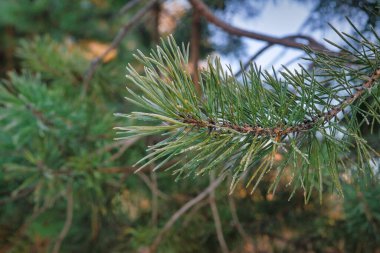 Sedir iğneleri. Kış arkaplanı, buzlu sedir dalının kapağı.