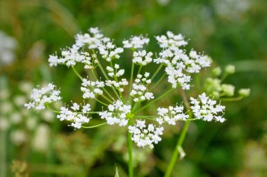 Bulanık yeşil arka planda güneşli bir günde harika yabani çiçekler. Yabani çiçekler kapanıyor. Doğa manzarası.