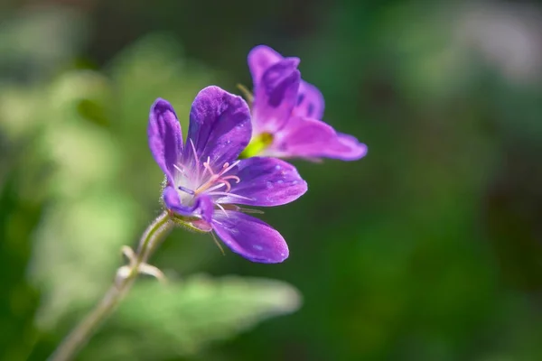 Geranium Sylvaticum Waldkranzschnabel Waldgeranien Ist Eine Winterharte Blütenpflanze Aus Der — Stockfoto