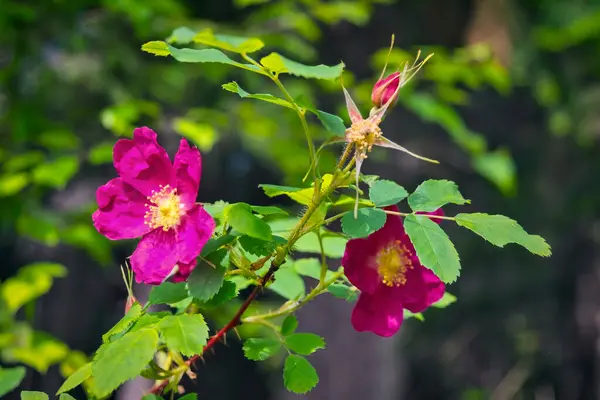 Flor Rosa Silvestre Sobre Fondo Follaje Verde Temporada Verano — Foto de Stock