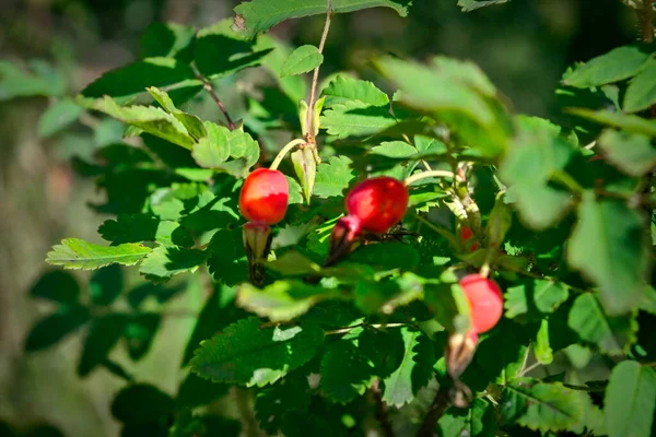 Perro rojo brillante rosa caderas en un primer plano rama. Rosas silvestres en la naturaleza. —  Fotos de Stock