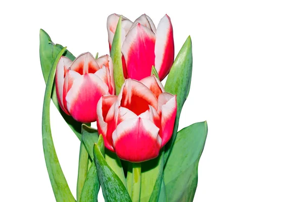 Růžové Tulipány Květiny Izolované Bílém Pozadí Barevné Tulipány Izolované Bílém — Stock fotografie