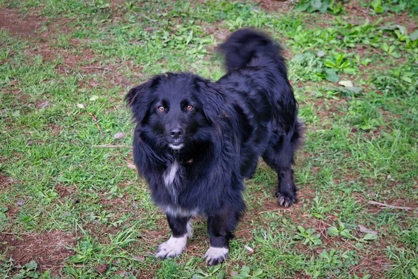 Portrait Chien Race Noire Debout Sur Pelouse Regardant Caméra — Photo