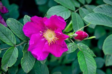 Yeşil yaprakların arka planında yaban gülü var. Yaz mevsimi.