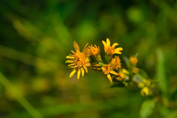 Incredibili Fiori Selvatici Giornata Sole Uno Sfondo Verde Sfocato Fiori — Foto Stock