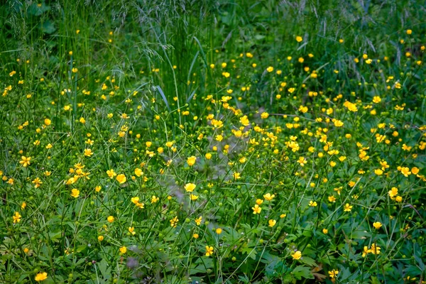 Erstaunliche Wildblumen Sonnigen Tagen Auf Einem Grün Verschwommenen Hintergrund Wildblumen — Stockfoto