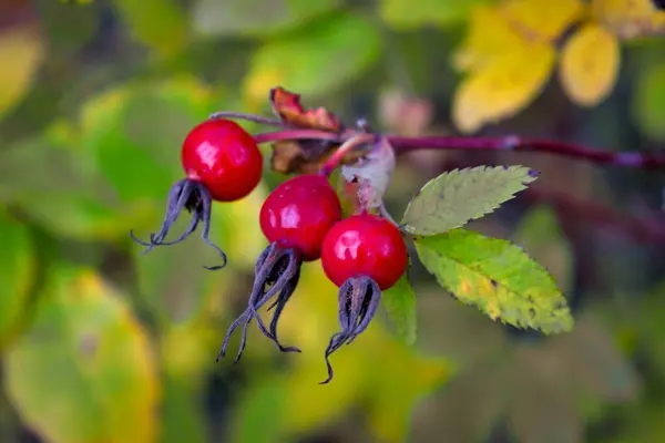 Zbliżenie Jagód Róży Psiej Pies Róży Owoce Rosa Canina Dzikie — Zdjęcie stockowe