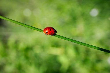 Kırmızı uğur böceği, bulanık doğal arka planda çimenlerin üzerinde..