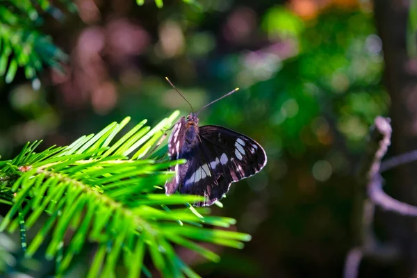 Papillon Est Assis Sur Une Branche Épinette Sur Fond Flou — Photo