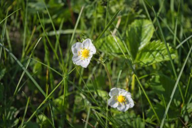 Bulanık yeşil arka planda güneşli bir günde harika yabani çiçekler. Yabani çiçekler kapanıyor. Doğa manzarası.