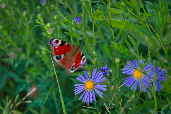 Piękny Paw Motyl Aglais Zbliża Się Dziki Aster Kwiat Zbliżenie — Zdjęcie stockowe