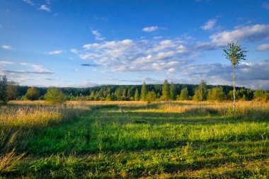 Ormanlı manzara ve bulutlu gökyüzüne karşı yeşil çayır.