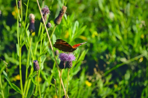 Beau Paon Papillon Aglais Nectaring Sur Une Fleur Aster Sauvage — Photo