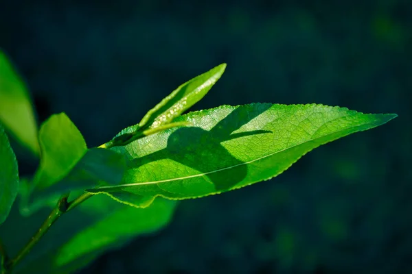 Young green leaves illuminated by a sunbeam on a blurred dark background close-up. — Stock Photo, Image