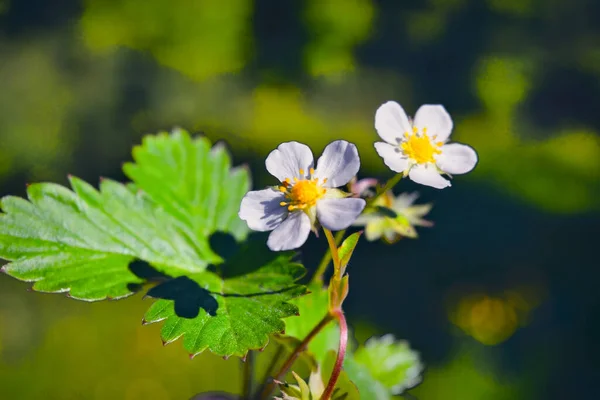 野生の花と朝のフィールドの背景。草地の自然界の野生の花. — ストック写真