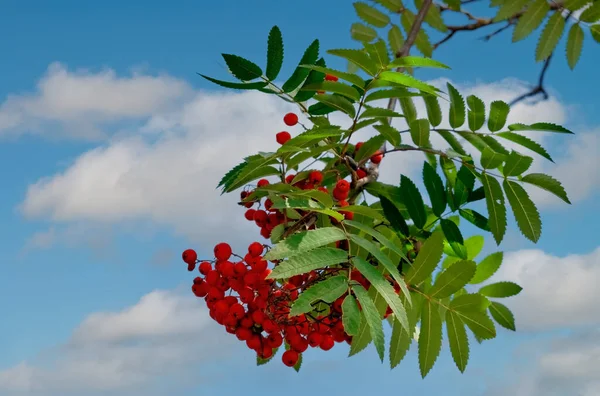 Rowan Grenar Med Mogna Frukter Närbild Röda Rönnnnnnnnnnnnnnnnbär Rönnnnnens Grenar — Stockfoto