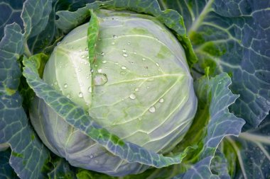 Bahçede büyüyen beyaz lahana ve yakın plan çiğ damlaları..