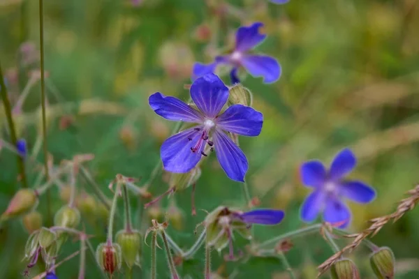 Fondo del campo matutino con flores silvestres. Flores silvestres en una naturaleza pradera. —  Fotos de Stock