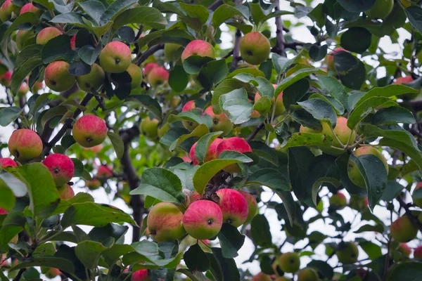 An einem Zweig reifen rot-gelbe Äpfel aus nächster Nähe. Eine Nahaufnahme von Äpfeln, die auf einem Baum reifen und grünen Blättern hinter der Frucht. — Stockfoto