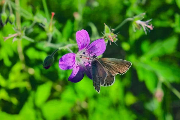 緑の背景に晴れた日に素晴らしい野生の花 野生の花が閉じます 自然景観 — ストック写真