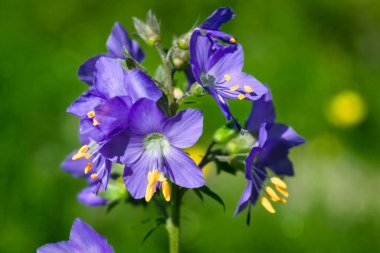 Bulanık yeşil arka planda güneşli bir günde harika yabani çiçekler. Yabani çiçekler kapanıyor. Doğa manzarası.